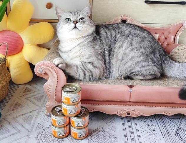 猫吐出来的猫粮都是没嚼过的还有黄黄的液体