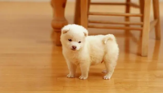 幼犬可以吃荔枝吗怎么喂