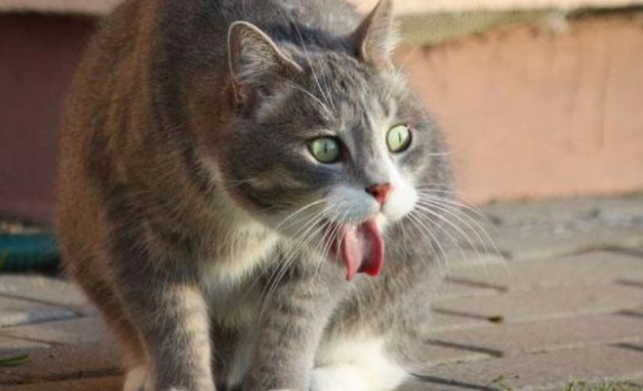 如果小猫出现呕吐症状是怎么了啊