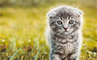 猫咪被吓到了如何安抚它