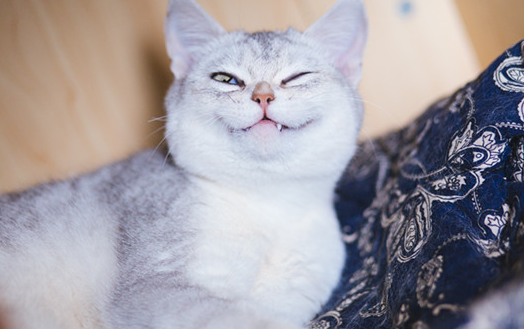 布偶满耳满背是不是特别好看？是的！