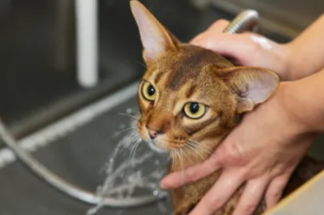 猫咪体外驱虫是洗澡前还是洗澡后 猫咪体外驱虫是洗澡前还是洗澡后
