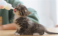 刚出生奶猫不吃奶虚弱怎样救