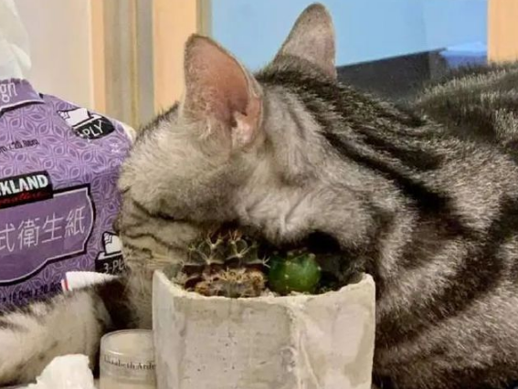 猫:听说你在外面到处造谣说我死了?? 猫:听说你在外面到处造谣说我死了??