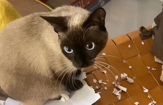 猫可以带上高铁吗