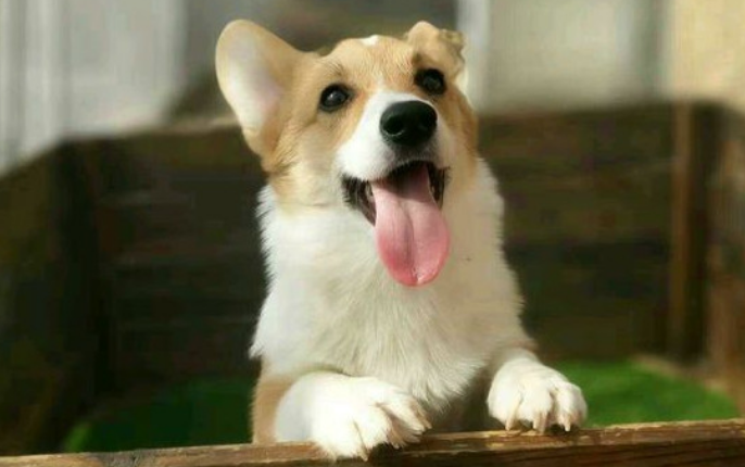 柯基犬好养吗 柯基犬好养吗