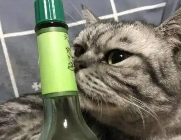 怎么把猫咪身上的跳蚤除去 怎么把猫咪身上的跳蚤除去