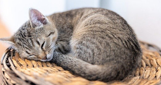 母猫怀孕应该补充哪些营养呢