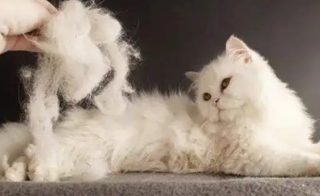 猫脱毛是什么皮肤病