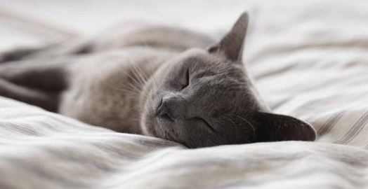 猫藓皮肤变黑多久能好啊