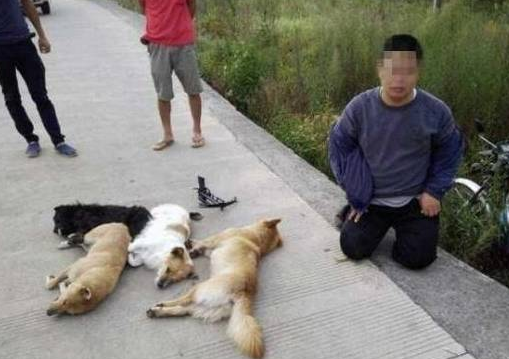 头皮发麻，猖獗毒杀家养犬，只为牟利