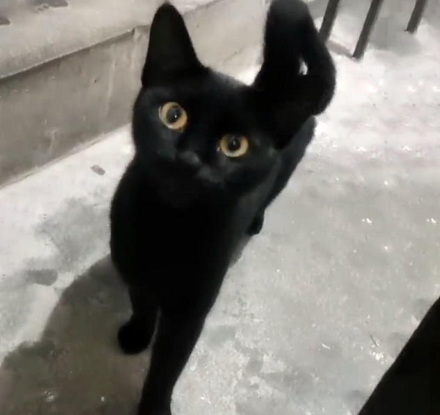 被主人弃养的流浪猫,每天守在人类家门口,为求收留主动钻进猫包 被主人弃养的流浪猫,每天守在人类家门口,为求收留主动钻进猫包