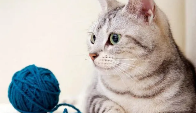 家里有猫可以种栀子花吗 家里有猫可以种栀子花吗