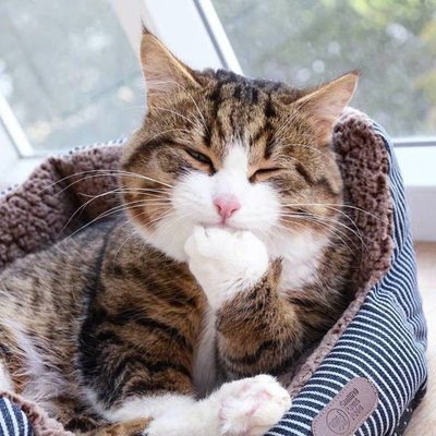 怎么判断是否猫生完了