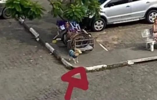 流浪汉住院，狗狗医院门口守着全部家当等待20多天，终于相见...