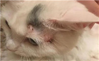 猫头上长了一个硬疙瘩是怎么回事