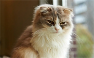猫肾衰后期症状是什么
