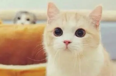 猫咪可以吃香蕉吗