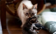 母猫生产后为什么总把小猫到处叼