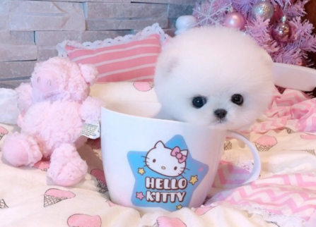 人造狗狗茶杯犬背后的真相,看后你还想养吗? 人造狗狗茶杯犬背后的真相,看后你还想养吗?