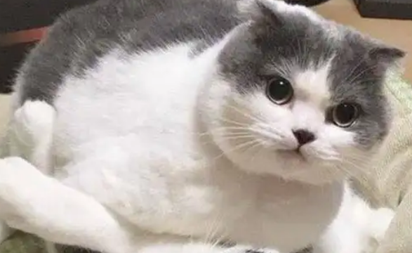 怎么确定公猫发完情了