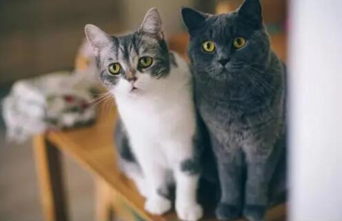 猫饿了会不会一直叫个不停 猫饿了会不会一直叫个不停