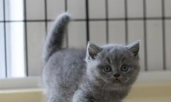 家里养了小蓝猫，那么它会抓老鼠吗？