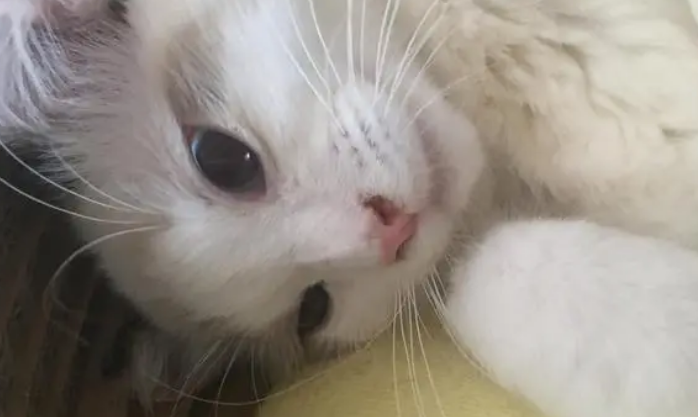 猫流鼻涕流眼泪打喷嚏怎么回事?它可能是生病了 猫流鼻涕流眼泪打喷嚏怎么回事?它可能是生病了