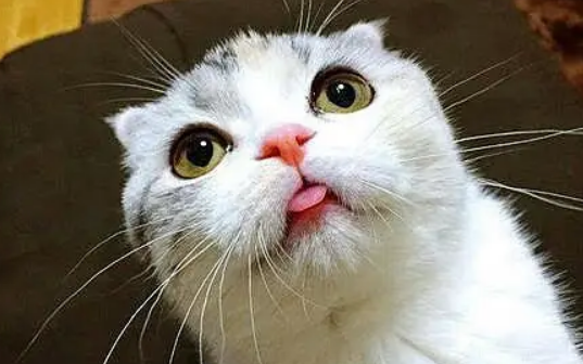 猫咪得猫瘟怎么办