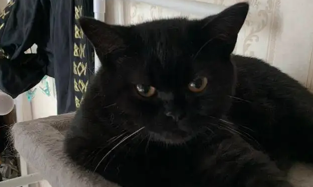 猫咪刚到新家不吃不喝怎么办？这几个办法可以试试