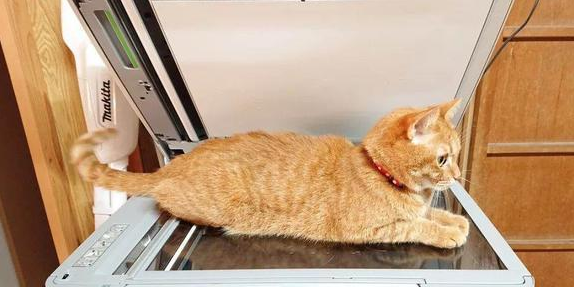 橘猫到复印机上取暖，刚好被扫描，肚肚神秘构造被人类看到啦