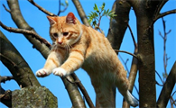 猫身上长虱子怎么办能治好吗