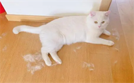 布偶猫为什么不能养