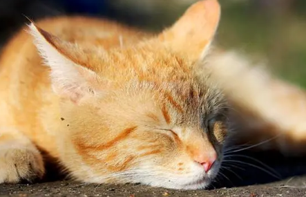 猫的孕期是多少天