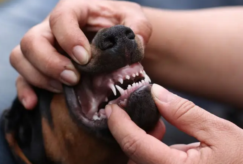 狗狗打完狂犬疫苗后多久可以洗澡啊