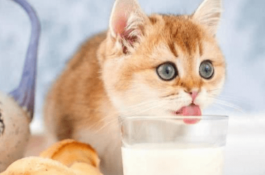 猫咪可以喝纯牛奶吗 猫咪可以喝纯牛奶吗
