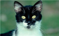 猫拉肚子带血但是精神很好怎么回事