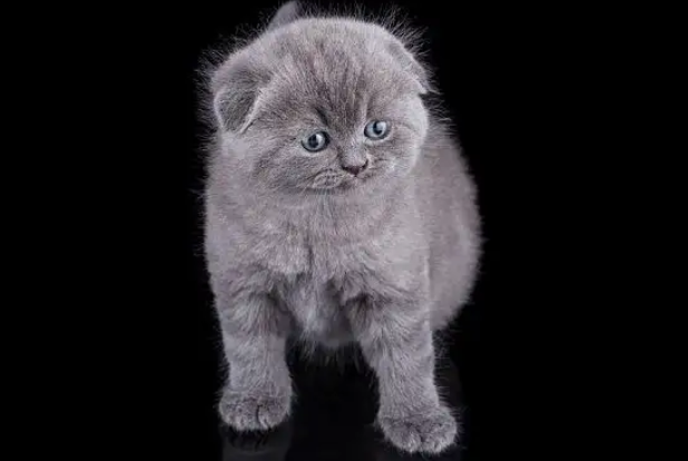 宠物猫吃了虫子怎么办啊 宠物猫吃了虫子怎么办啊