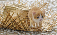 小猫吃卵磷脂有什么作用