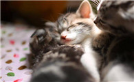 小猫十几天眼睛糊住了