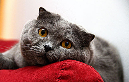 小猫几天能睁眼睛啊 小猫几天能睁眼睛啊