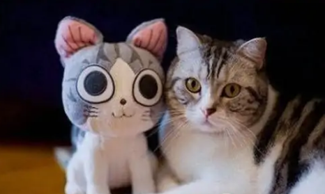 临时给猫洗澡用什么洗