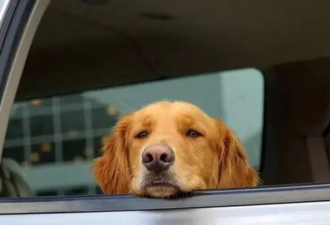 狗晕车的反应是什么症状