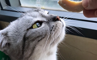 美短猫为什么不建议养
