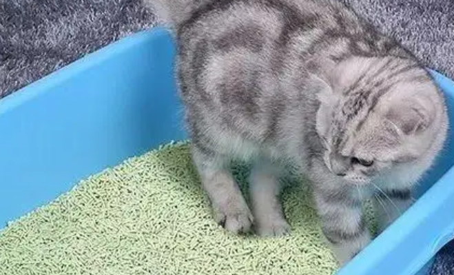 幼猫误食猫砂会有什么症状？铲屎官需注意！
