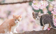 猫可以吃火腿肠吗