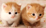 公猫和母猫的区别