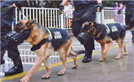 听说过防暴犬吗？你知道它是什么品种的狗狗吗？