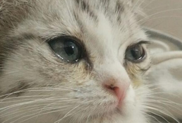 小猫有泪痕是什么问题引起的 小猫有泪痕是什么问题引起的