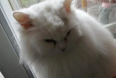 猫做绝育前后注意事项有哪些 猫做绝育前后注意事项有哪些